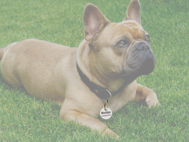 Edelstahl Hundemarke mit beidseitiger Gravur im Anwendungsbeispiel